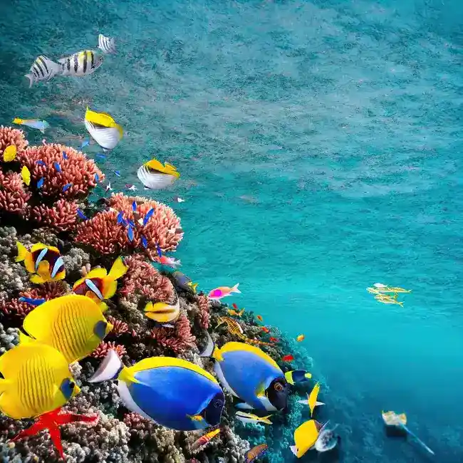 Sharm El Sheikh tours
