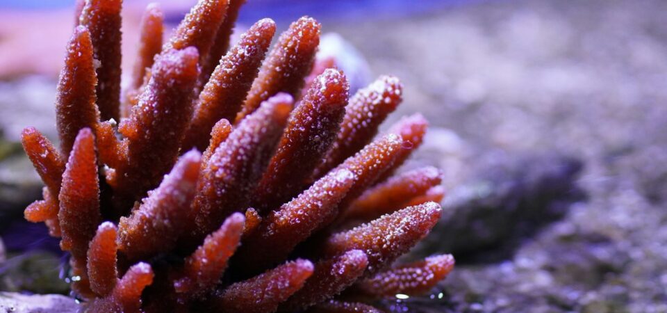 coral reefs snorkeling