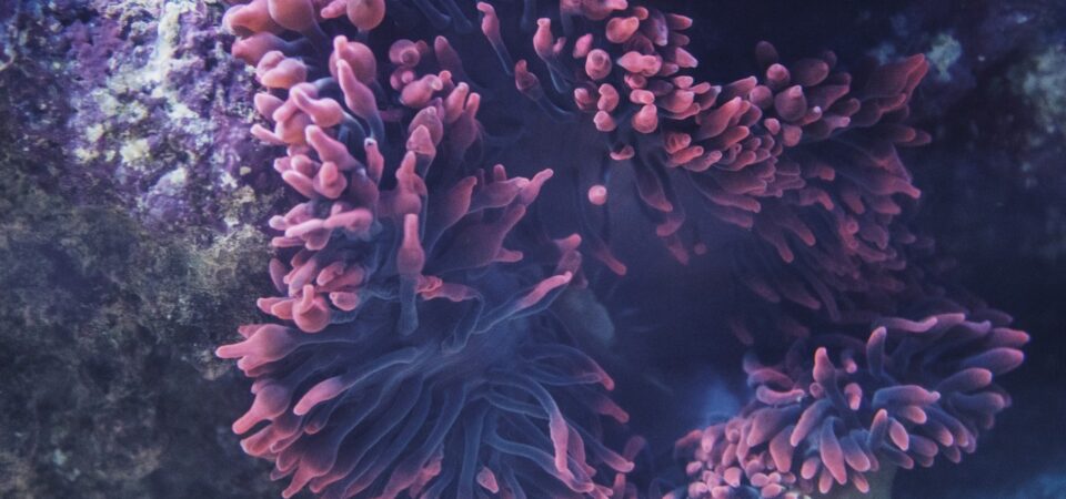 coral reefs snorkeling